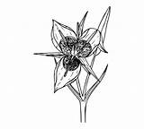 Coloring Flower Pages Line Library Clipart sketch template