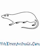 Arboreal Rodent Coloring Rat Spiny Draw 350px 73kb Drawings Tutorial Print sketch template