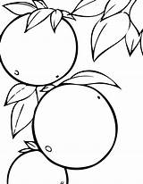 Mango Coloring Pages Fruits Getcolorings Colorin sketch template