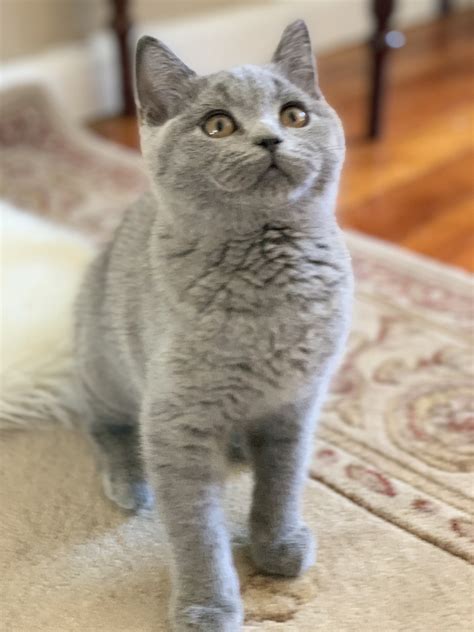 british shorthair cats  sale huntington ny