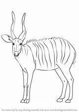 Bongo Antelope Draw Drawing Step Wild Animals Tutorials Drawingtutorials101 sketch template