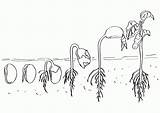 Mindset Cycle Ciclo Samen Pflanze Crecimiento Maternelle Cambios Germination Pflanzen Bohnen Haricot Germinacion Les Sheets Scribblefun Desde sketch template