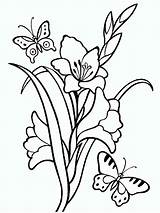 Gladiolus Gladiolas sketch template