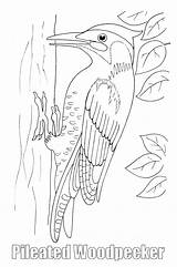 Woodpecker Coloring Designlooter 34kb sketch template