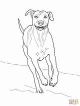 Ridgeback Rhodesian Coloring Weimaraner Pages Printable Dogs Basenji Drawing Supercoloring Designlooter Drawings Categories 91kb 1600px 1200 sketch template