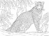Leopardo Panther Ausmalbild Leoparden Baum Ausdrucken Felidae Supercoloring Albero Nevi Foca Leopards Leopardi Animali Giraffe Malbilder sketch template