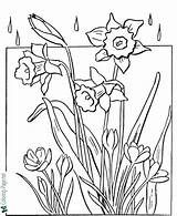 Spring Coloring Pages Flowers Tulip sketch template