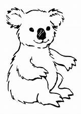 Koala Coloring Pages Kids Printable Animal Template sketch template