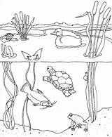 Pond Animals Habitat Tucker Colouring Getcolorings Storytime Wetland Designlooter Library sketch template