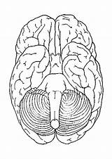 Cerebro Brain Abajo Gehirn Human Unteransicht Malvorlage Cervello Visto Hersenen Kleurplaat Colorare Dibujos Educima Educolor Vistas Humano Schulbilder Grote sketch template