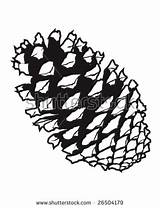Pine Cone Coloring Illustration Vector Clip Detailed 470px 59kb Silhouette Shutterstock sketch template