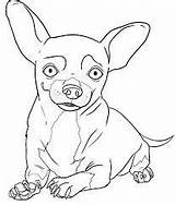Chihuahua Chihuahuas Hunde Imprimir Chiwawa Puppy Malvorlage Pugs Azcoloring Kategorien sketch template