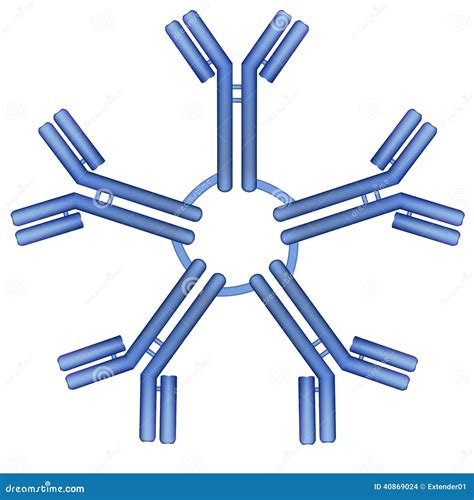 igm antibody pentamer molecule stock vector image