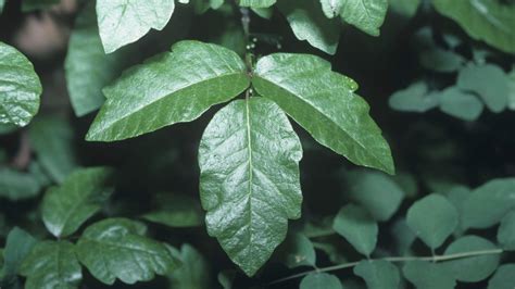 Poison Ivy Symptoms Rash Treatment Health