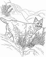 Lynx Coloring Pages Big Cat Cats Baby Colouring Habitat Animals Foraging sketch template