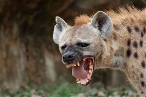hyena pictures az animals