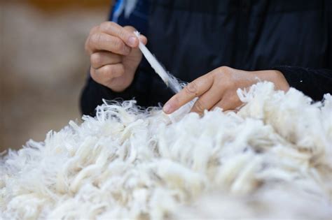 benefits  wearing merino wool