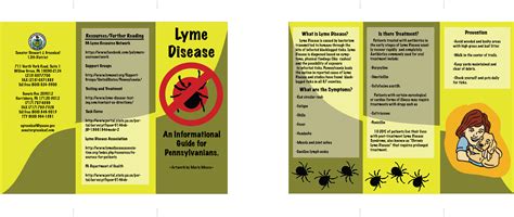 lyme disease brochure   rikusoreos  deviantart