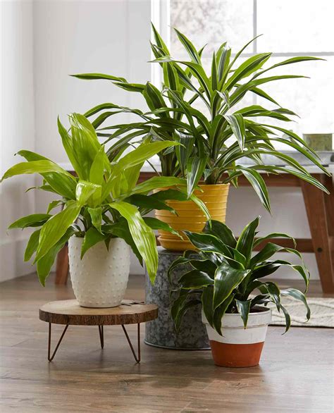 concept  green house plant names