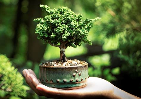 tipos de bonsai segun su tamano estilo  hoja