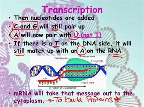 ec honors biology transcription