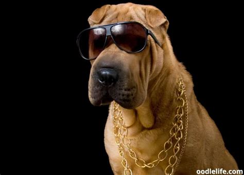 good gangster dog names oodle life