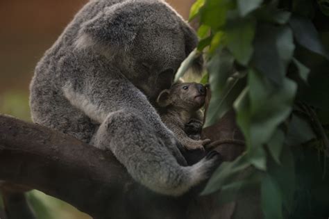 koalajong planckendael komt piepen de standaard