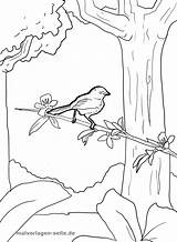 Vogel Malvorlage Baum Ausmalbild Ast Jahreszeiten sketch template