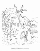 Mammals Coloring Book Dioramas African sketch template