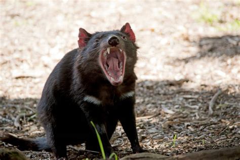 tasmanian devil teeth stock  pictures royalty  images