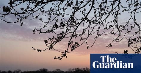 guardian camera club andy hall on photographing spring art and