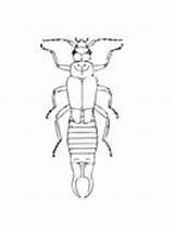Earwig Coloring Common Insect sketch template