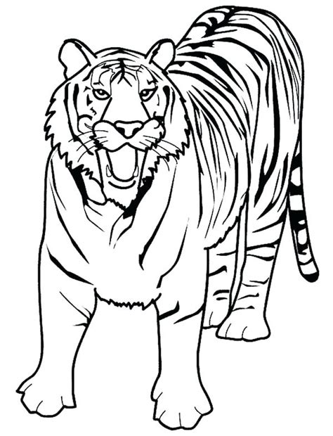 lsu tiger drawing    clipartmag