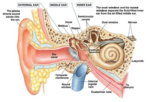 middle ear anatomy  ear anatomy human ear anatomy human anatomy