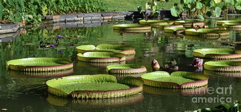 victoria amazonica giant lily pads photograph by brian m