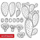 Fico India Opuntia Albero Stem Prickly Fruit Vettoriali Illustrazioni sketch template