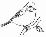 Bullfinch Coloring Pages Print sketch template
