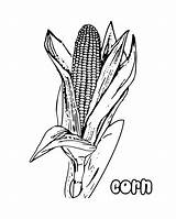 Wheat Coloring Sheet Corn Grain Pages Template sketch template