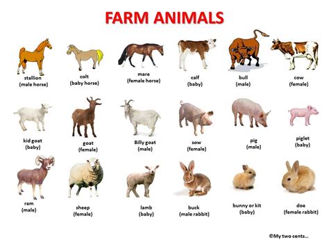 farm animals   cents