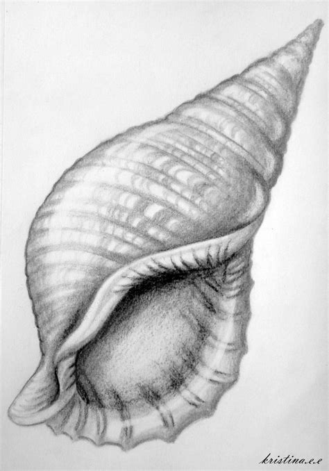 shell drawing shells pinterest shell art  study  search