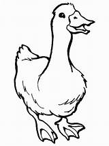 Outline Farm Duck Duckling Animal Clipart Clip Outlines Color Coloring Animals Pages Cute Print Clipartbest sketch template