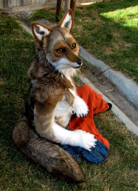 Actual Coyote Costume Coyote Resting By Eddie Ka