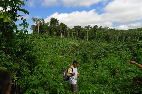 secondary tropical forests sequester large amounts  carbon wur