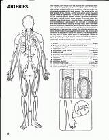 Circulatory Human sketch template