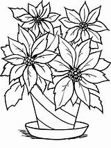 Coloring Flower Flowers Poinsettia Pot Pages Drawing Flowerpot Outline Christmas Clipart Line Beautiful Drawings Clip Color Cliparts Print Vase National sketch template