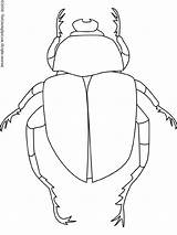Beetle Coloring Dung Scarab Drawing Egyptian Pages Mayo Ancient Egypt Parts Body Drawings Insects Bug Kids Beetles Designlooter Clearly Shows sketch template