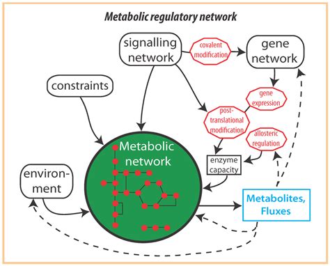 metabolites  full text optimality principles   regulation  metabolic networks