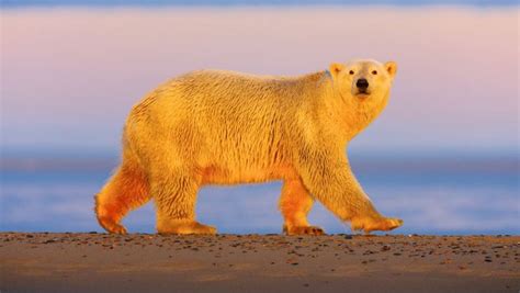 polar bears  crazy science   black skin  transparent