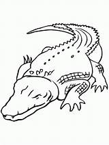 Alligator Coloring Printable Pages Popular sketch template