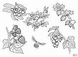 Coloring Berries Pages Printable Skip Main sketch template
